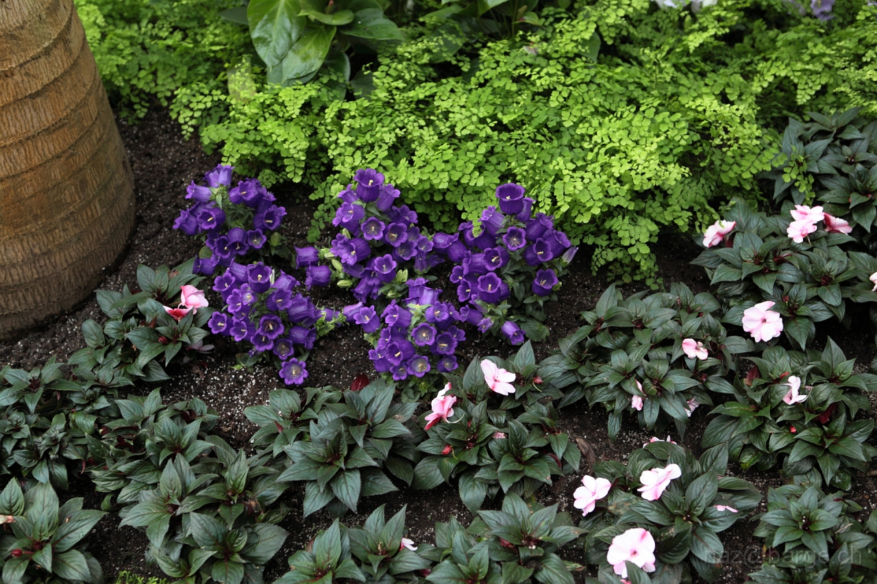 EOS 5D Mark II16_04_20134999.JPG